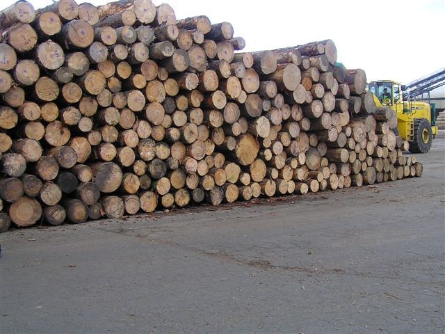 new zealand pine logs����ϸ����