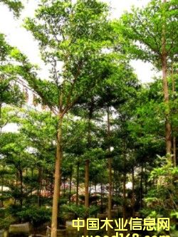 ����鿴��Ƥ���������Ŵ�ͼƬ