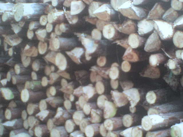 ����鿴ɼľ�Ŵ�ͼƬ