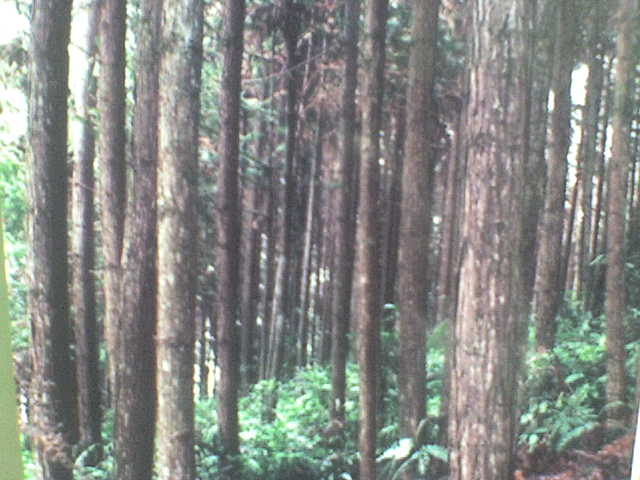 ����鿴ɼľ�Ŵ�ͼƬ