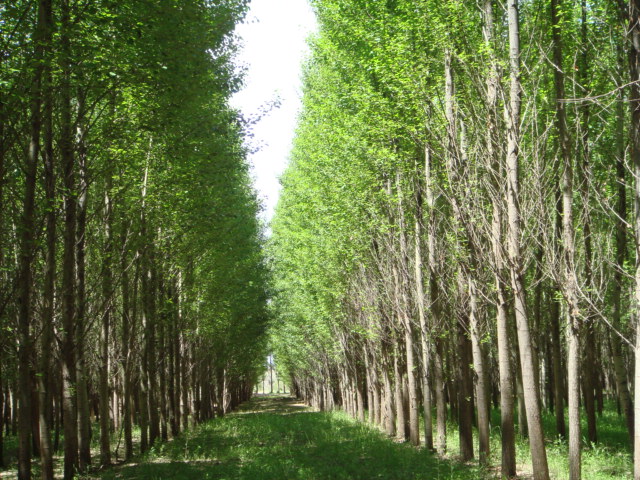 ����鿴��ľ�Ŵ�ͼƬ