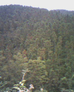 ����鿴ɼľԭľ�Ŵ�ͼƬ