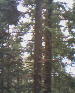 ����鿴ɼľԭľ�Ŵ�ͼƬ