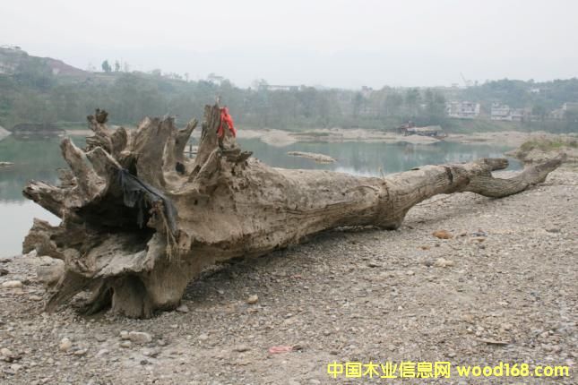 ����鿴��ľ��ǧ��ˮ��ľ���Ŵ�ͼƬ