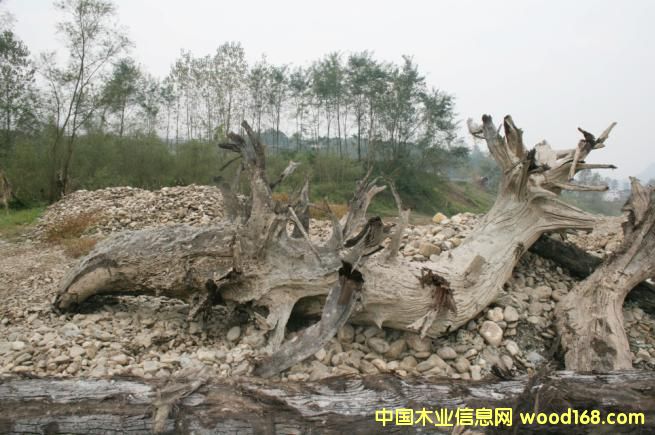 ����鿴��ľ��ǧ��ˮ��ľ���Ŵ�ͼƬ