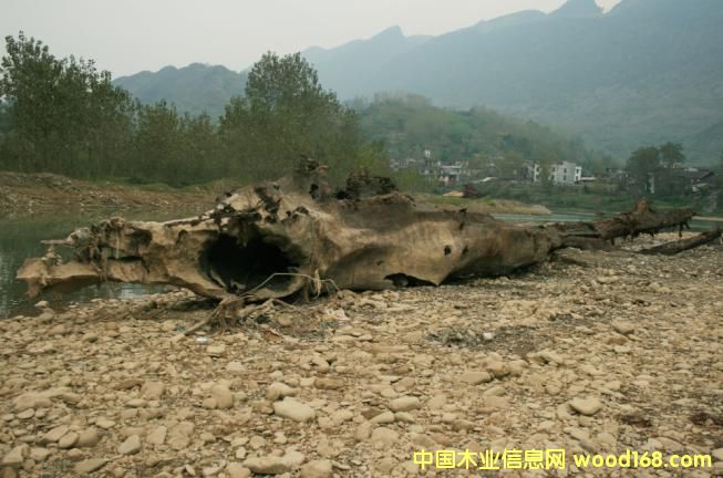 ����鿴��ľ��ǧ��ˮ��ľ���Ŵ�ͼƬ