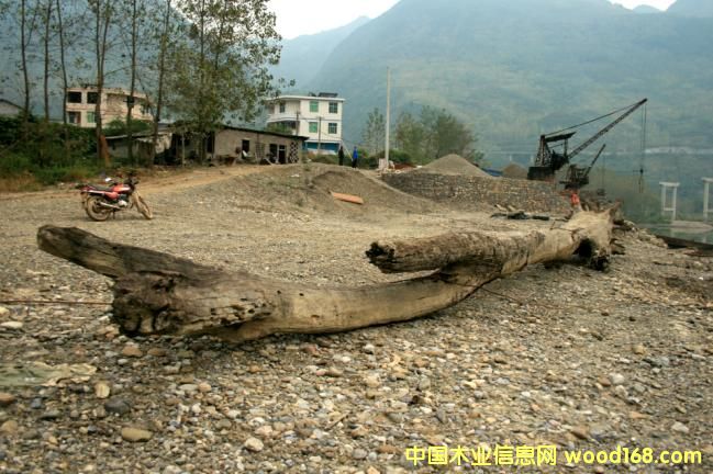 ����鿴��ľ��ǧ��ˮ��ľ���Ŵ�ͼƬ