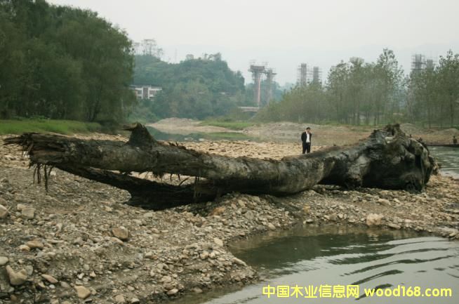 ����鿴��ľ��ǧ��ˮ��ľ���Ŵ�ͼƬ