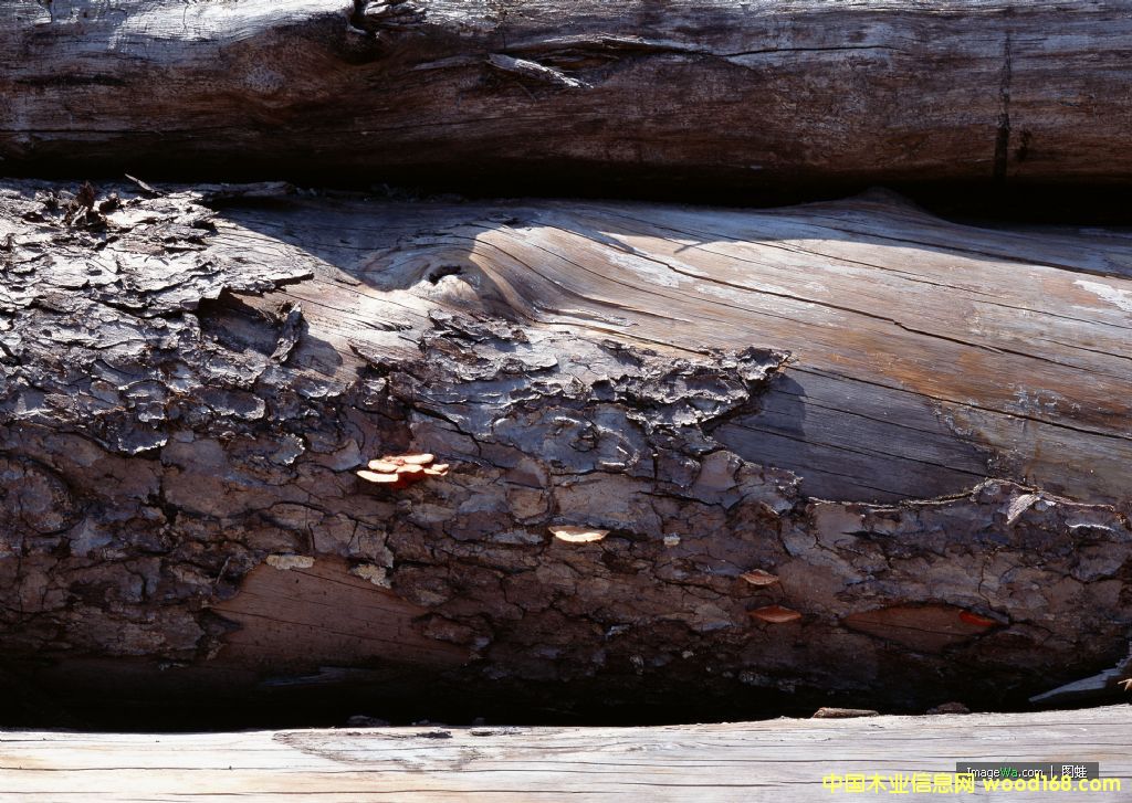 ����鿴ľ�ķŴ�ͼƬ