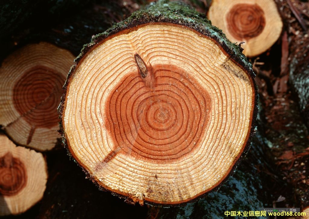 ����鿴ľ�ķŴ�ͼƬ