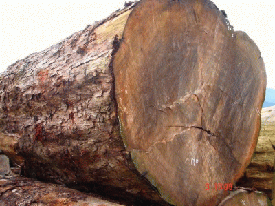 ����鿴��̴ľ�Ŵ�ͼƬ