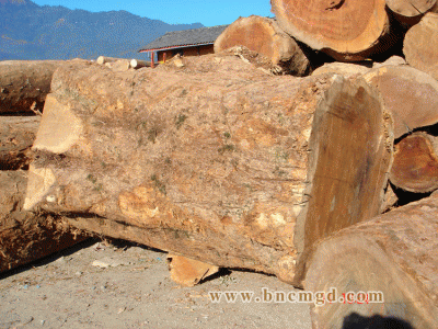 ����鿴��ľ�Ŵ�ͼƬ