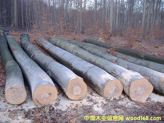 ����鿴ŷ���ľ�Ŵ�ͼƬ