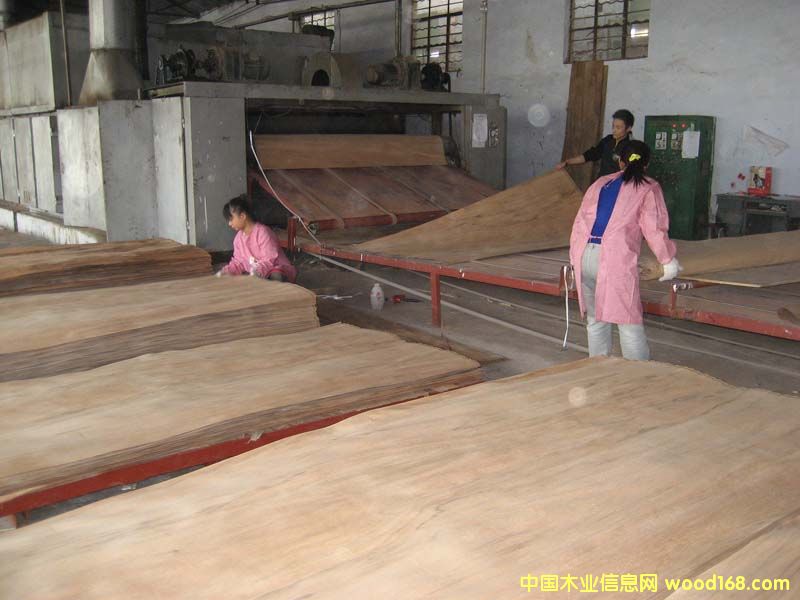 榄仁木单板的详细介绍