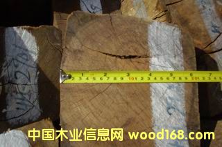 ����鿴��֦�Ŵ�ͼƬ