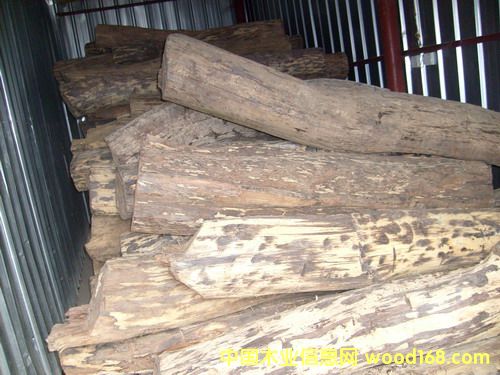 ����鿴������֦�Ŵ�ͼƬ