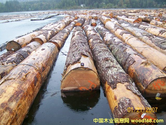 ���ô�ֱ��40����������ɼԭľ