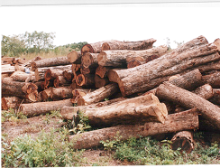 ����鿴�����ǻ��棨KOSSO���Ŵ�ͼƬ