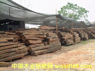 ����鿴��֦ľ�Ŵ�ͼƬ