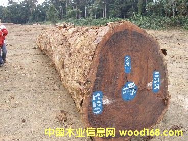 ����鿴�ͻ�ԭľ�Ŵ�ͼƬ