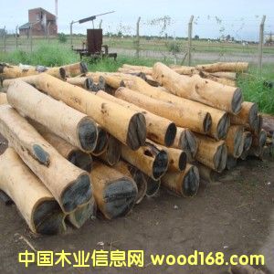 02̴(Palo Santo)Ƥԭľϸ