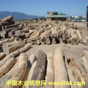 03̴(Palo Santo)Ƥԭľϸ