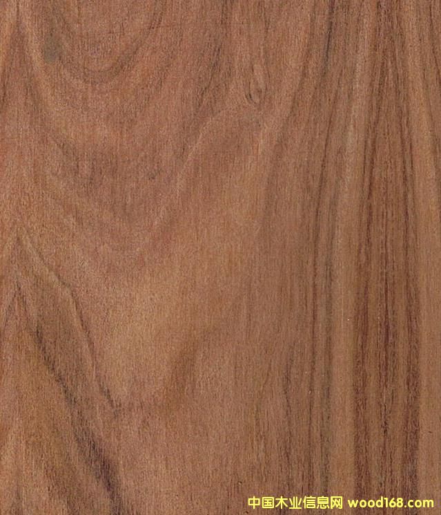 ����鿴������֦�Ŵ�ͼƬ