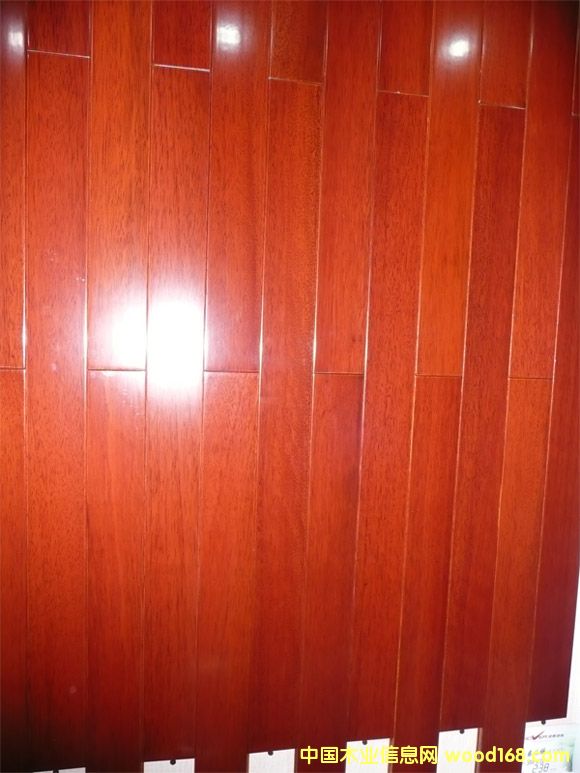 ����鿴��ӥʵľ�ذ�Ŵ�ͼƬ