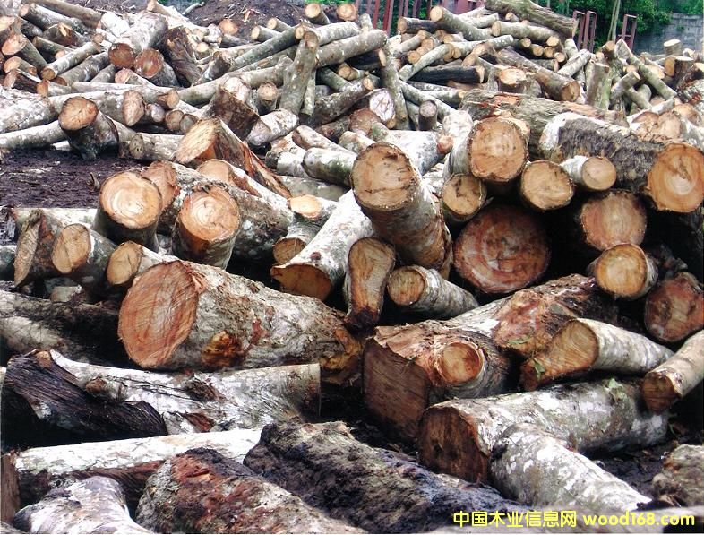 ����鿴��ľ��ķŴ�ͼƬ