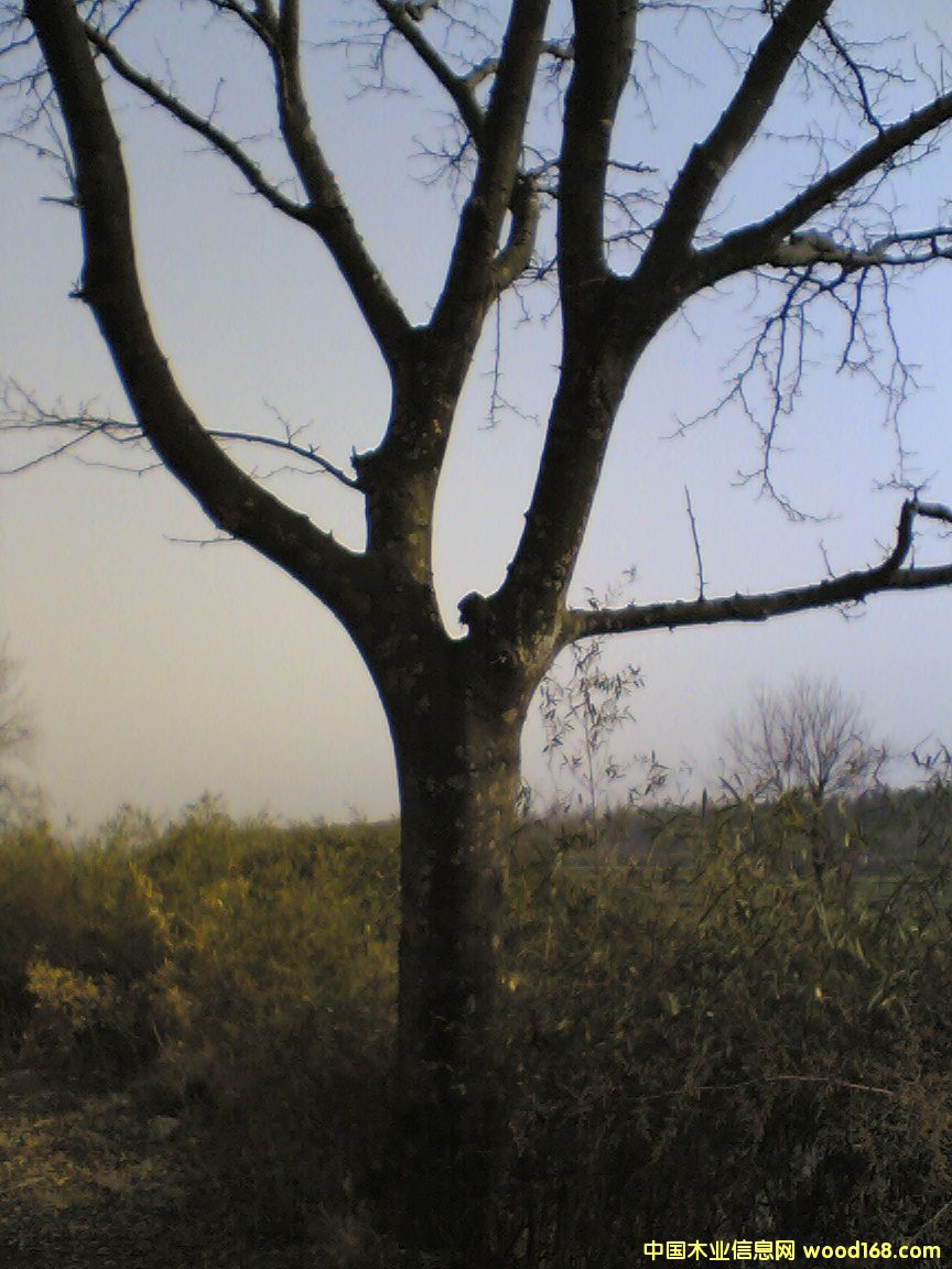 ����鿴�������Ŵ�ͼƬ