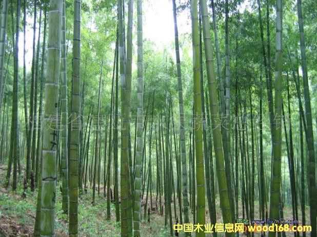 ����鿴ë��Ŵ�ͼƬ