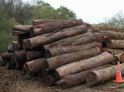 ����鿴ľ�ķŴ�ͼƬ