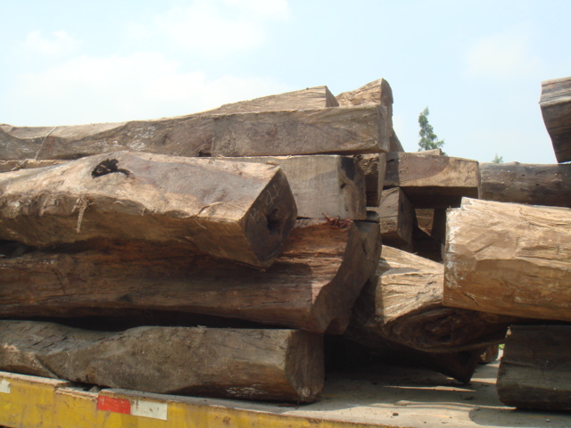 ����鿴̩�����ڴ����֦�Ŵ�ͼƬ