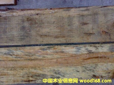 ����鿴��ľ�ʷŴ�ͼƬ