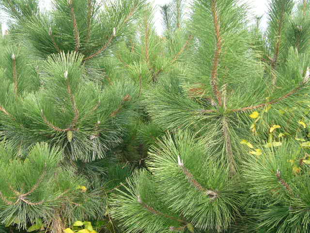 ����鿴������ľ�Ŵ�ͼƬ