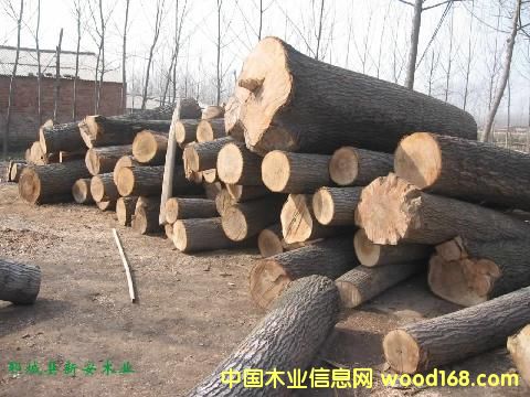 ����鿴ԭľ����Ŵ�ͼƬ