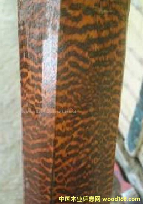 ����鿴��ľ�Ŵ�ͼƬ