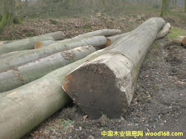 ����鿴�ľ(BEECH)ԭľABC���Ŵ�ͼƬ