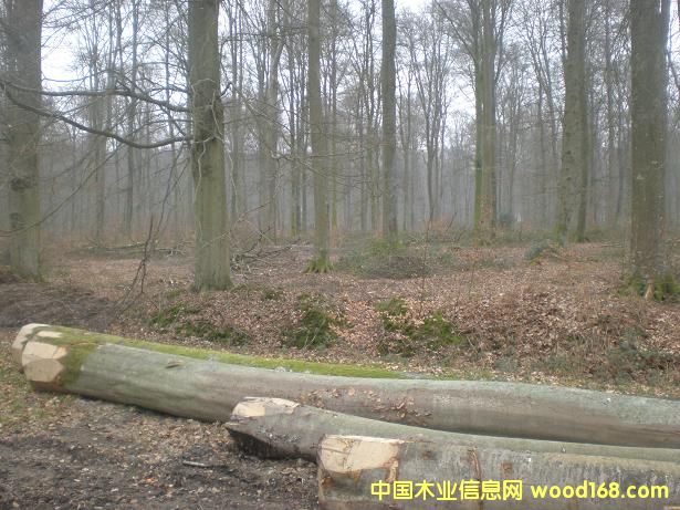 ����鿴�ľ(BEECH)ԭľABC���Ŵ�ͼƬ