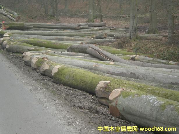 ����鿴�ľ(BEECH)ԭľABC���Ŵ�ͼƬ