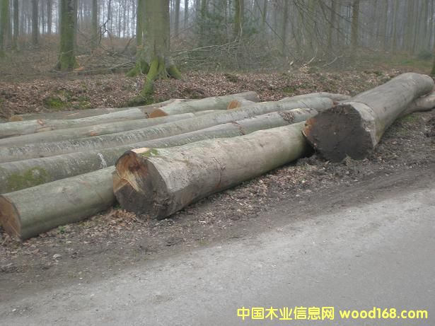 ����鿴�ľ(BEECH)ԭľABC����ϸ����