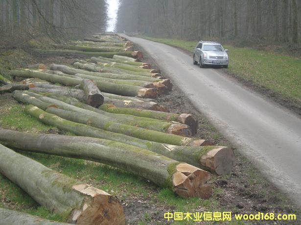����鿴�ľ(BEECH)ԭľABC���Ŵ�ͼƬ