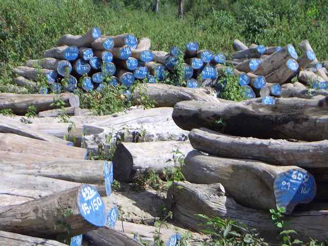 ����֦ԭľ����ϸ����