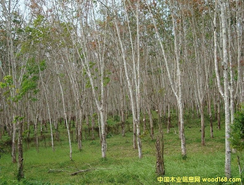 ����鿴̩�����ַŴ�ͼƬ
