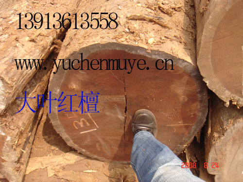 ����鿴��Ҷ��̴�Ŵ�ͼƬ