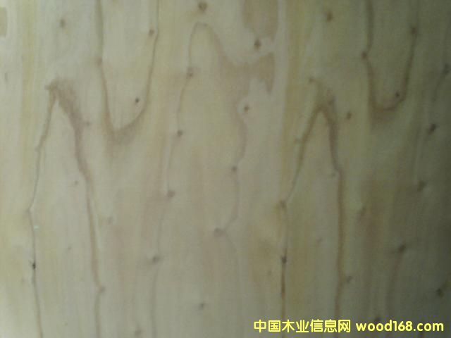 ����鿴��ľ����Ŵ�ͼƬ