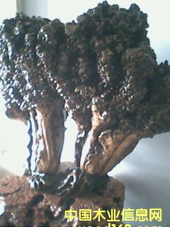 ����ڼ����ٲơ�