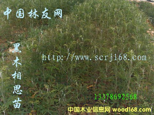 ����鿴��ľ��˼��ľ�Ŵ�ͼƬ