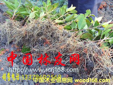 ����鿴�Ͳ���Ŵ�ͼƬ