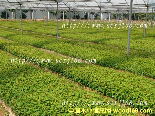 ����鿴������Ŵ�ͼƬ